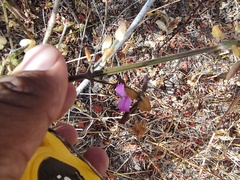 Dicliptera resupinata