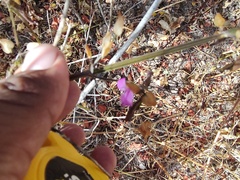 Dicliptera resupinata