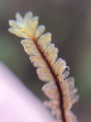 Macrodiplophyllum rubrum