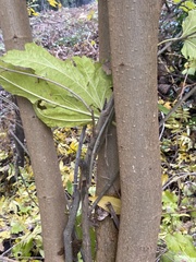 Morus alba