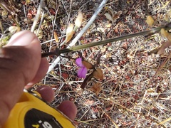 Dicliptera resupinata