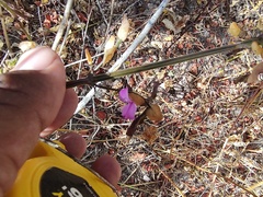 Dicliptera resupinata