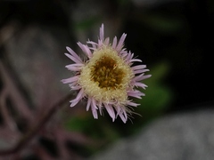Erigeron acris