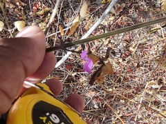 Dicliptera resupinata