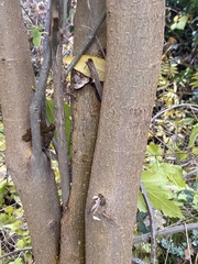 Morus alba