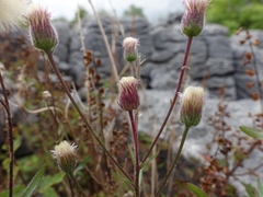 Erigeron acris