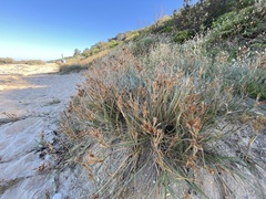 Spinifex sericeus