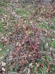 Phytolacca americana