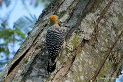 Melanerpes hoffmannii