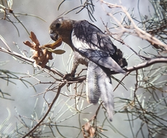 Nymphicus hollandicus