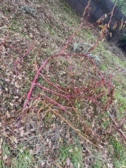 Phytolacca americana