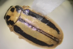 Macronaemia episcopalis