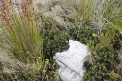 Morella diversifolia