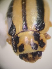 Macronaemia episcopalis