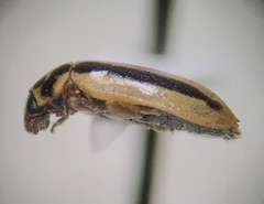Macronaemia episcopalis