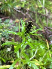 Omalotheca norvegica