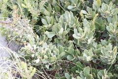 Morella diversifolia