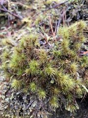 Dicranum fuscescens
