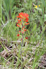 Castilleja coccinea