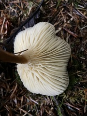 Ampulloclitocybe clavipes
