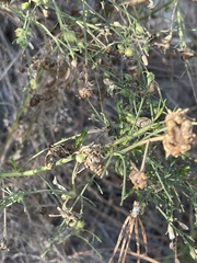 Rhopalomyia californica