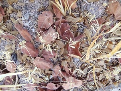 Bouteloua barbata