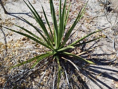 Agave datylio
