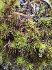 Dicranum fuscescens