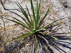 Agave datylio