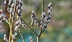 Salix acutifolia