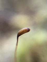 Dicranum fuscescens