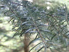 Abies nordmanniana