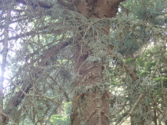 Abies nordmanniana