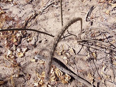 Peniocereus striatus