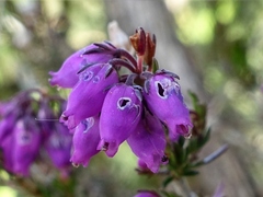 Erica cinerea