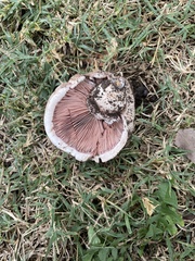 Agaricus bernardii