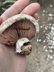Agaricus bernardii