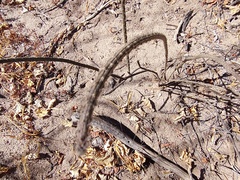 Peniocereus striatus