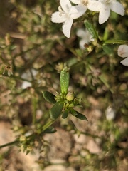 Stenaria nigricans