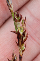 Carex richardsonii