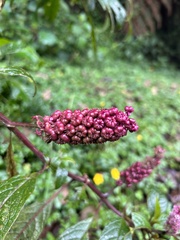Phytolacca rugosa