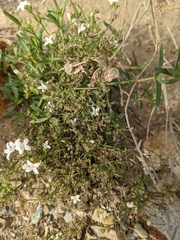 Stenaria nigricans