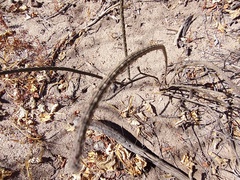 Peniocereus striatus