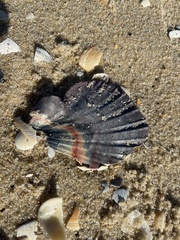 Pecten fumatus