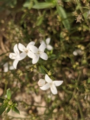 Stenaria nigricans
