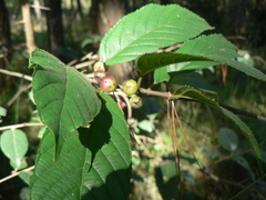 Crataegus mexicana