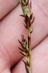 Carex richardsonii