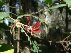 Crataegus mexicana