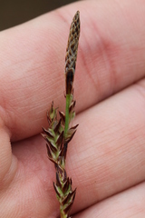 Carex richardsonii