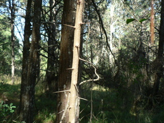 Crataegus mexicana